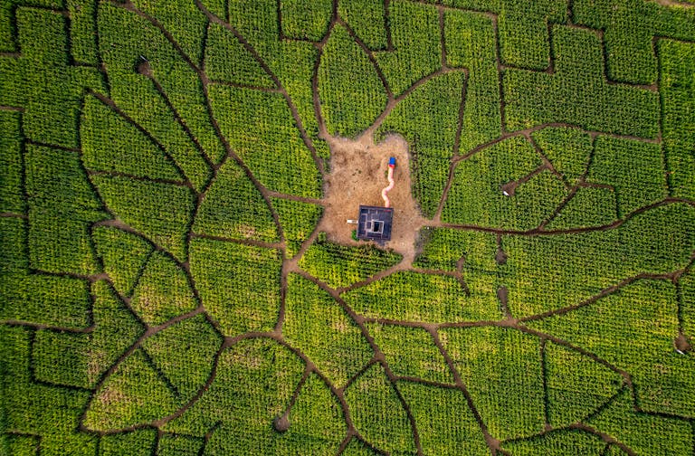 Explore the intricate design of a corn maze from above during the vibrant summer season.