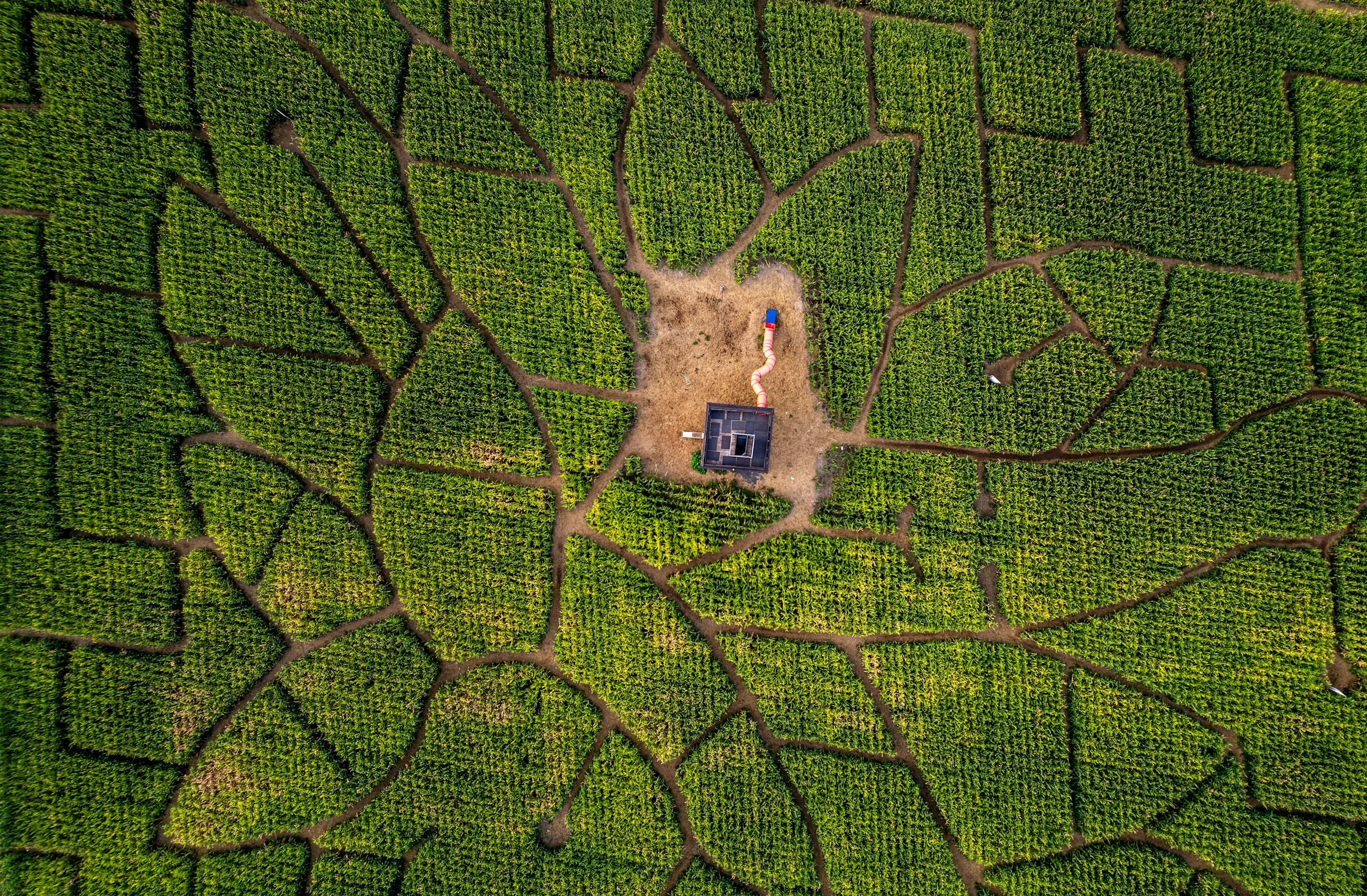Explore the intricate design of a corn maze from above during the vibrant summer season.